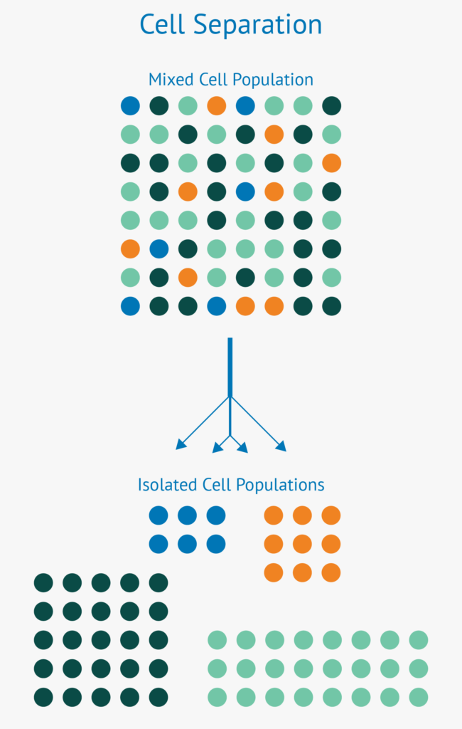 Cell separation is the isolation of particular cell populations from a mixed population