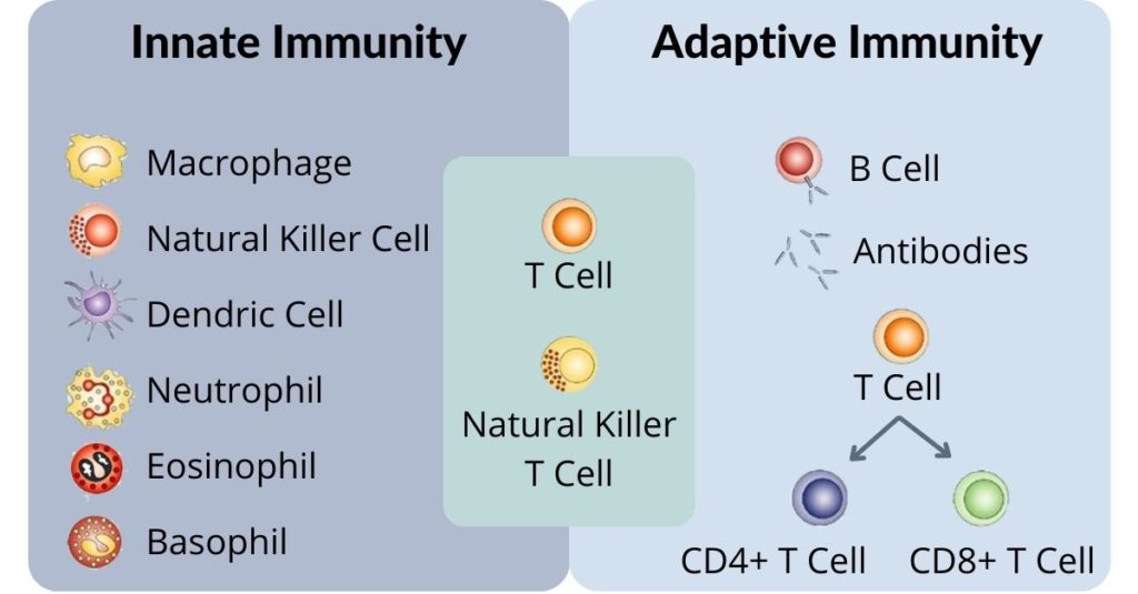 Understanding B & T Cells In COVID-19 Patients | Akadeum