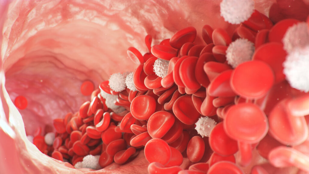 Peripheral blood mononuclear cells (PBMCs) circulate in the blood vessels of the body’s limbs, enabling collection through blood donation for therapeutic use
