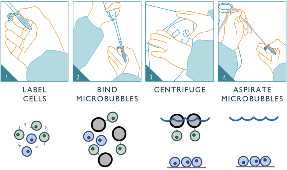 Label Cells an Bind Microbubbles Cover