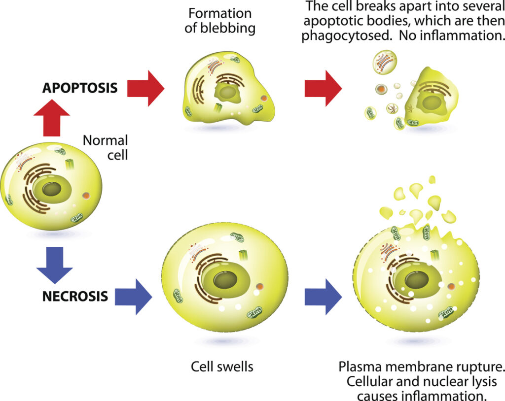 Necrosis vs. apoptosis: While apoptosis and necrosis both lead to cell death, they originate from very different mechanisms