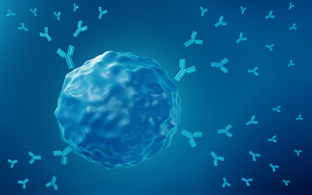 B cell activation is a vital step in the immune response, recruiting other immune cells and differentiating into plasma cells that release antibodies.